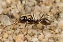 Pheidole barbata - photo 3