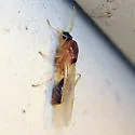 Pheidole bicarinata