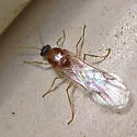 Pheidole bicarinata - photo 2