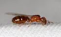 Pheidole bicarinata - photo 3
