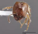 Pheidole bicarinata - photo 4