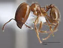 Pheidole bicarinata - photo 5