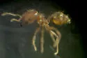 Pheidole bilimeki
