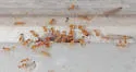 Pheidole bilimeki - photo 2