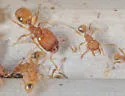 Pheidole bilimeki - photo 3
