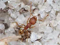 Pheidole bilimeki - photo 4