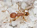 Pheidole bilimeki - photo 5