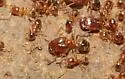 Pheidole californica