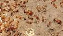 Pheidole californica - photo 2