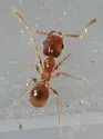 Pheidole californica - photo 3