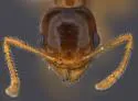 Pheidole californica - photo 4