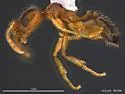 Pheidole californica - photo 5