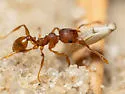 Pheidole carrolli