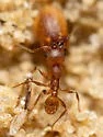 Pheidole carrolli - photo 2