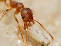 Pheidole carrolli - photo 3