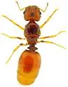 Pheidole cerebrosior