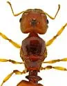 Pheidole cerebrosior - photo 2