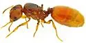 Pheidole cerebrosior - photo 3