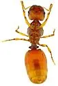 Pheidole cerebrosior - photo 4