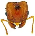 Pheidole cerebrosior - photo 5