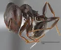 Pheidole ceres