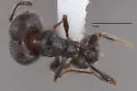 Pheidole ceres - photo 2