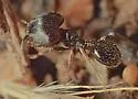 Pheidole ceres - photo 3