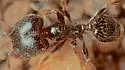 Pheidole ceres - photo 4