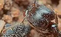 Pheidole ceres - photo 5
