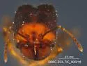 Pheidole clementensis