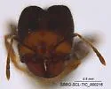 Pheidole clementensis - photo 2
