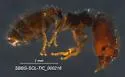Pheidole clementensis - photo 3