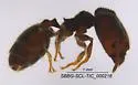 Pheidole clementensis - photo 4