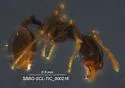 Pheidole clementensis - photo 5