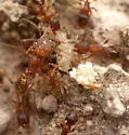 Pheidole constipata