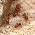 Pheidole constipata - photo 2
