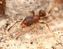 Pheidole constipata - photo 3