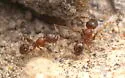 Pheidole constipata - photo 4