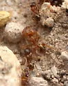 Pheidole constipata - photo 5