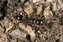 Pheidole crassicornis