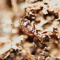 Pheidole crassicornis - photo 2
