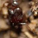 Pheidole crassicornis - photo 3