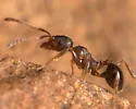 Pheidole crassicornis - photo 4