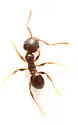 Pheidole crassicornis - photo 5