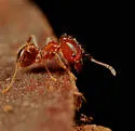 Pheidole dentata