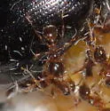 Pheidole dentata - photo 2