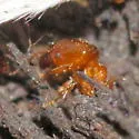 Pheidole dentata - photo 3