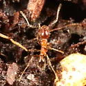 Pheidole dentata - photo 4