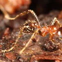 Pheidole dentata - photo 5