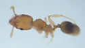 Pheidole dentigula